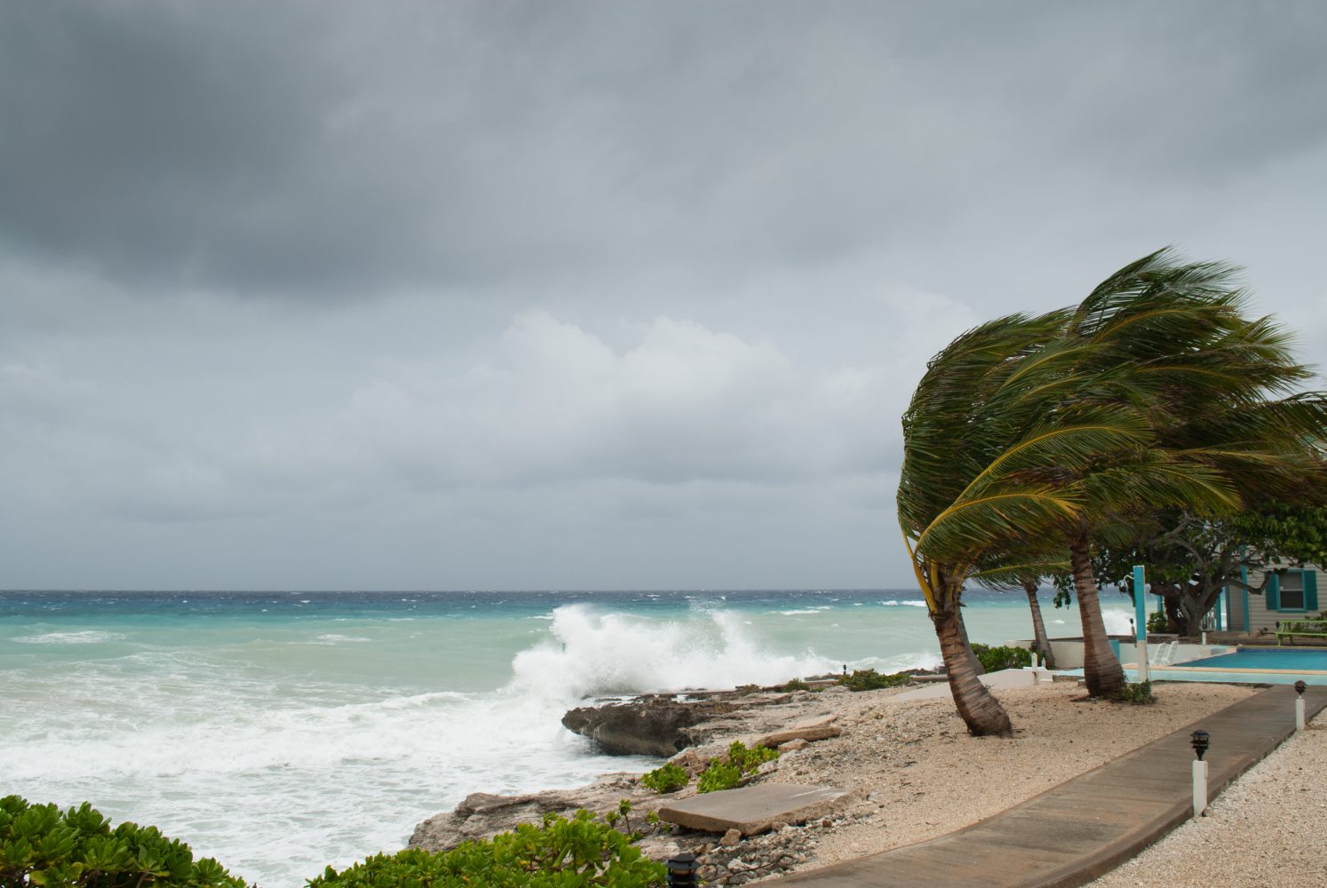 Palm trees in a hurricane